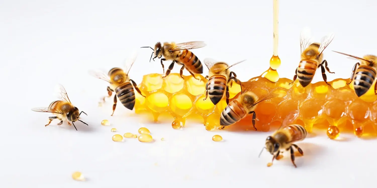 Na co jest miód rzepakowy?