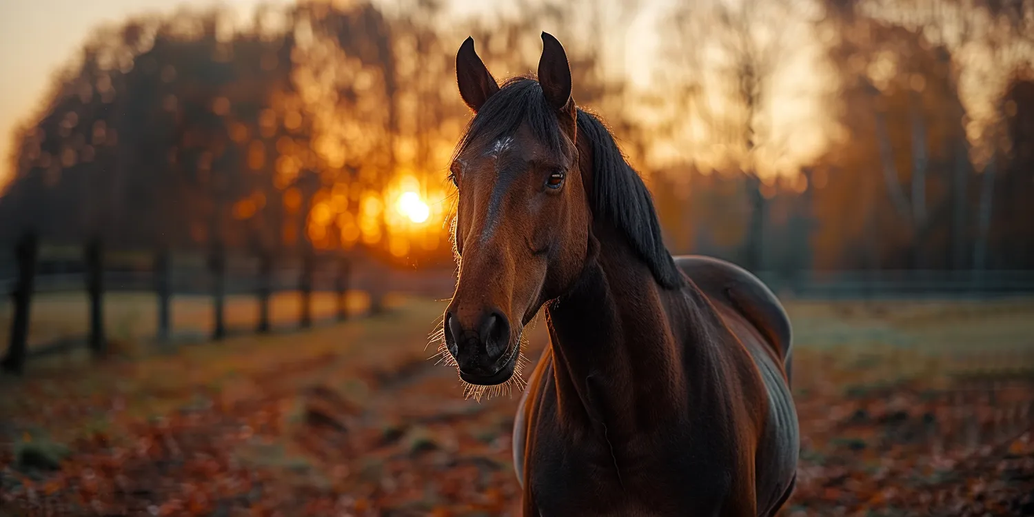 Krematorium dla zwierząt - miejsce wyjątkowe dla właścicieli zwierząt