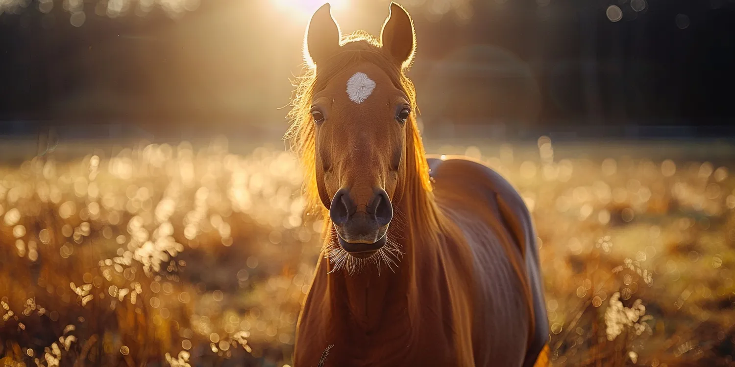 Usługi krematorium dla zwierząt krok po kroku