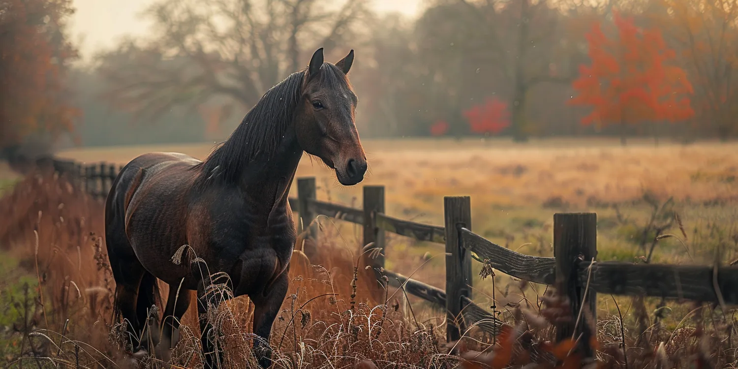 Czym jest kremacja zwierząt?